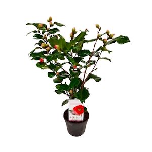 Plant in a Box Camélia du Japon - Camellia Dr. King Hauteur 50-60cm
