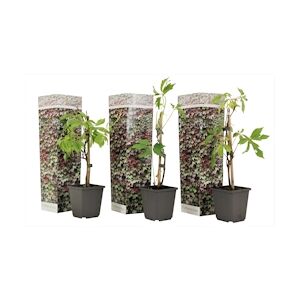 Plant in a Box Vigne vierge à cinq foliole - Parthenocissus quinquefolia Set de 3 Hauteur 25-40cm