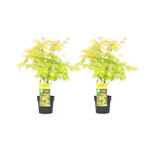 Plant in a Box Érable du Japon - Acer palmatum Orange Dream Set de 2 Hauteur 60-70cm