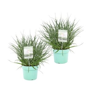 Plant in a Box Feuilles bleu-gris - Fascicularia Set de 2Hauteur 20-30cm