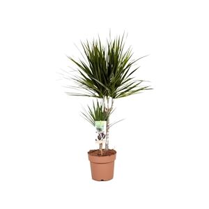 Plant in a Box Dragonnier - Dracaena Marginata Hauteur 70-80cm