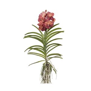 Plant in a Box Orchidée - Vanda Leopard Coral Hauteur 80-90cm