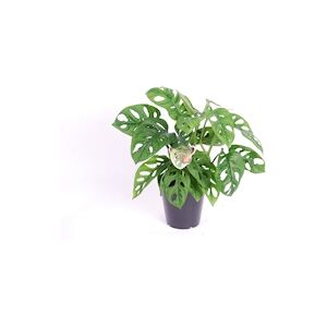 Plant in a Box Monstera Monkey Mask Hauteur 20-30cm