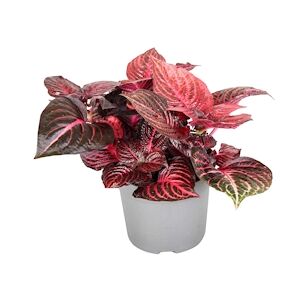 Plant in a Box Feuille de sang - Iresine Herbstii Rouge Hauteur 20-30cm