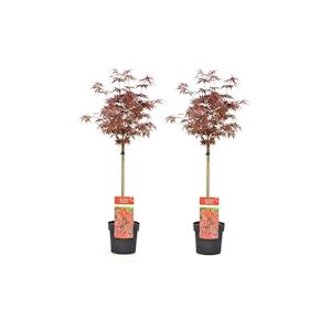 Plant in a Box Érable du Japon - Acer palmatum Shaina Set de 2 Hauteur 80-90cm