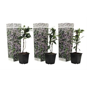 Plant in a Box Jasmin étoilé - Trachelospermum jasminoides Set de 3 Hauteur 25-40cm