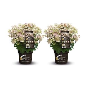 Plant in a Box Hortensia paniculé - Hydrangea (S)witch® Ophelia Set de 2 Hauteur 30-40cm