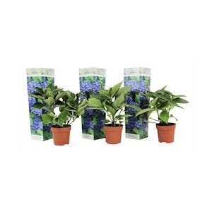 Plant in a Box Hortensia - Hydrangea macrophylla Early Blue Set de 3 Hauteur 25-40cm