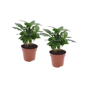 Plant in a Box Caféier arabica - Coffea Arabica Set de 2 Hauteur 25-40cm