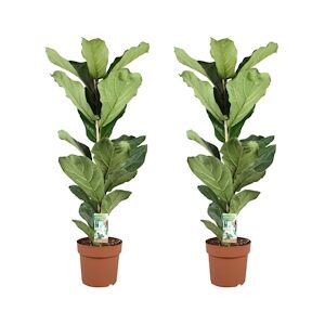 Plant in a Box Ficus Lyrata Set de 2 Hauteur 90-110cm