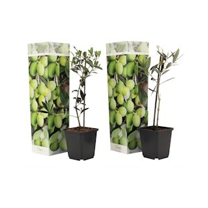 Plant in a Box Olivier - Olea Europaea Set de 2 Hauteur 25-40cm