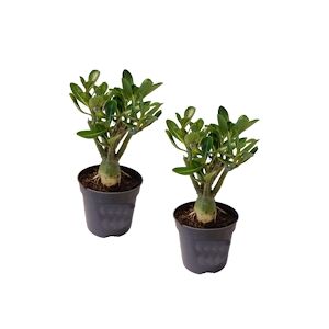 Plant in a Box Adénium - Adenium Obesum Set de 2 Hauteur 25-40cm