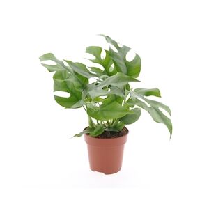 Plant in a Box Monstera Minima - Rhaphidophora tétrasperme Hauteur 20-30cm