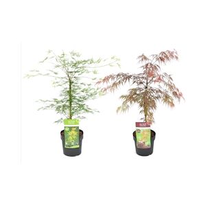 Plant in a Box Érable du Japon - Acer palmatum Garnet & Emerald Lace Mélange de 2 Hauteur 60-70cm