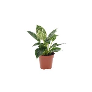 Plant in a Box Philodendron - White Wave Hauteur 20-30cm