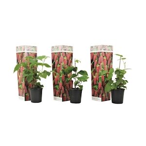 Plant in a Box Ronce - Rubus Tayberry Set de 3 Hauteur 25-40cm