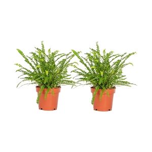 Plant in a Box Nephrolepis Duffi Set de 2 Hauteur 25-40cm