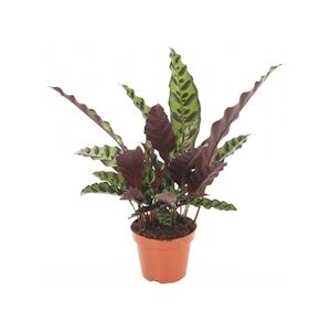 Plant in a Box Calathea Insignis Hauteur 30-40cm