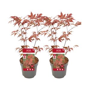 Plant in a Box Érable du Japon - Acer palmatum Anthropurpureum Set de 2 Hauteur 60-70cm