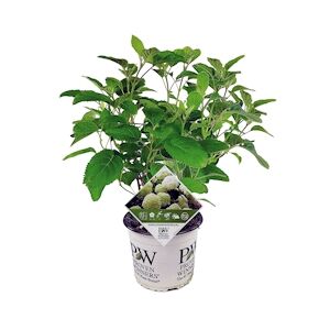 Plant in a Box Hortensia - Hydrangea Strong Annabelle Hauteur 30-40cm