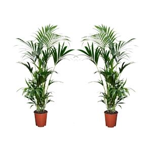 Plant in a Box Palmier Kentia - Howea Forsteriana Set de 2 Hauteur 90-100cm