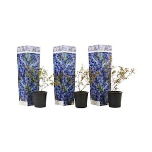 Plant in a Box Myrtille - Vaccinium corymbosum Sunshine Blue Set de 3 - Hauteur 25-40cm