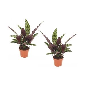 Plant in a Box Calathea Insignis Set de 2 Hauteur 30-40cm