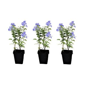 Plant in a Box Plumbago - Auriculata Set de 3 Hauteur 25-40cm