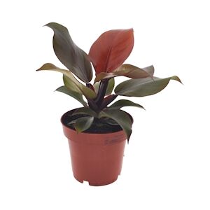 Plant in a Box Philodendron - Sunlight Hauteur 20-30cm