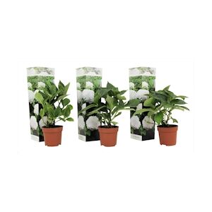 Plant in a Box Hortensia - Hydrangea macrophylla Wudu Set de 3 Hauteur 25-40cm