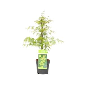 Plant in a Box Érable du Japon - Acer palmatum Emerald Lace Hauteur 60-70cm