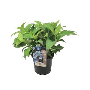Plant in a Box Hortensia - Hydrangea Summerglow Hauteur 25-40cm