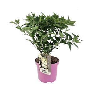 Plant in a Box Hortensia paniculé - Hydrangea Confetti Hauteur 25-40cm
