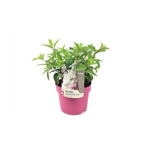 Plant in a Box Hortensia paniculé - Hydrangea Pinky Winky Hauteur 25-40cm