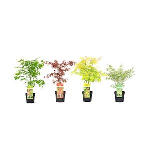 Plant in a Box Érable du Japon - Acer palmatum Mélange de 4 Hauteur 25-40cm