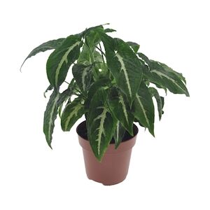 Plant in a Box Syngonium - Wendlandii Hauteur 20-30cm