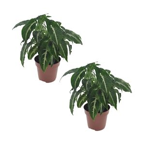 Plant in a Box Syngonium - Wendlandii Set de 2 Hauteur 20-30cm