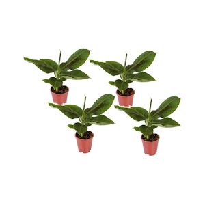 Plant in a Box Bananaier - Musa Oriental Dwarf Set de 4 Hauteur 25-40