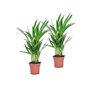 Plant in a Box Areca Palme - Dypsis Lutescens Set de 2 Hauteur 30-45cm