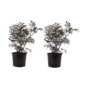 Plant in a Box Sureau noir - Sambucus Nigra Black Lace Set de 2 Hauteur 25-40cm