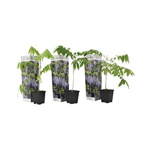 Plant in a Box Glycine de Chine - Wisteria sinensis Set de 3 Hauteur 25-40cm