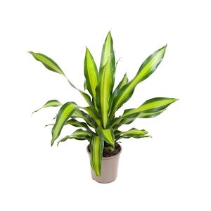 Plant in a Box Dracéna Fragrans Charley Hauteur 100-110cm
