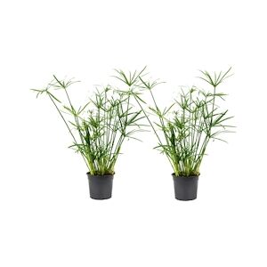 Plant in a Box Cyperus alternifolius - Set de 2 Hauteur 40-50cm