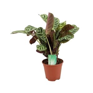 Plant in a Box Ctenanthe Amablis Burle-marxii - Hauteur 30-40cm