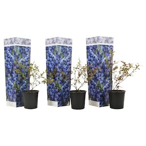 Plant in a Box Myrtille - Vaccinium corymbosum Sunshine Blue