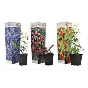 Plant in a Box D'arbres fruitiers - Goji, Myrtilles &