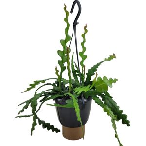 FloraStore Epiphyllum Anguliger - Cactées vues - Pot 15cm - Hauteur 30-40cm