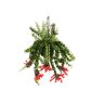 FloraStore Aeschynantus'Twister'- Plante suspendue -⌀15cm - Hauteur 20-30cm