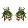 FloraStore Aeschynantus'Twister'- Set de 2 - Plante suspendue -⌀15cm - Hauteur 20-30cm