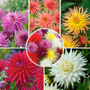 FloraStore Dahlia Cactus - Dahlia Bulbes - Mélange de 5 - Publicité